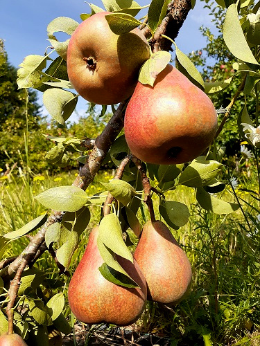 RESCUE EUROPEAN PEAR (Pyrus communis)